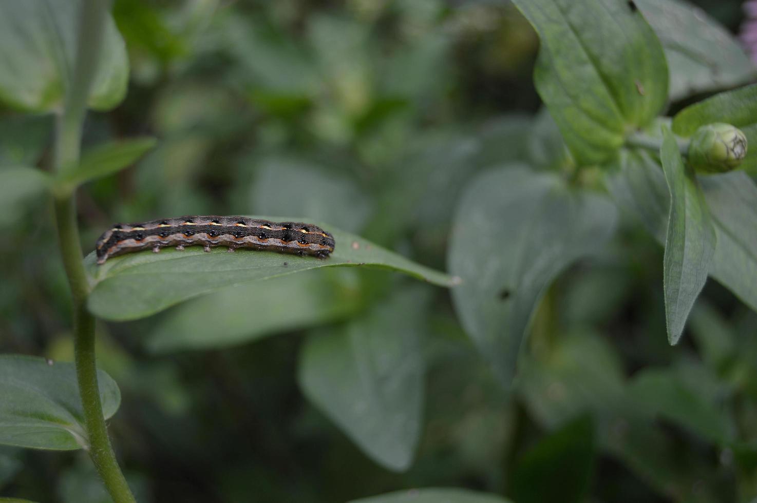 close up of caterpillars on the leaves photo