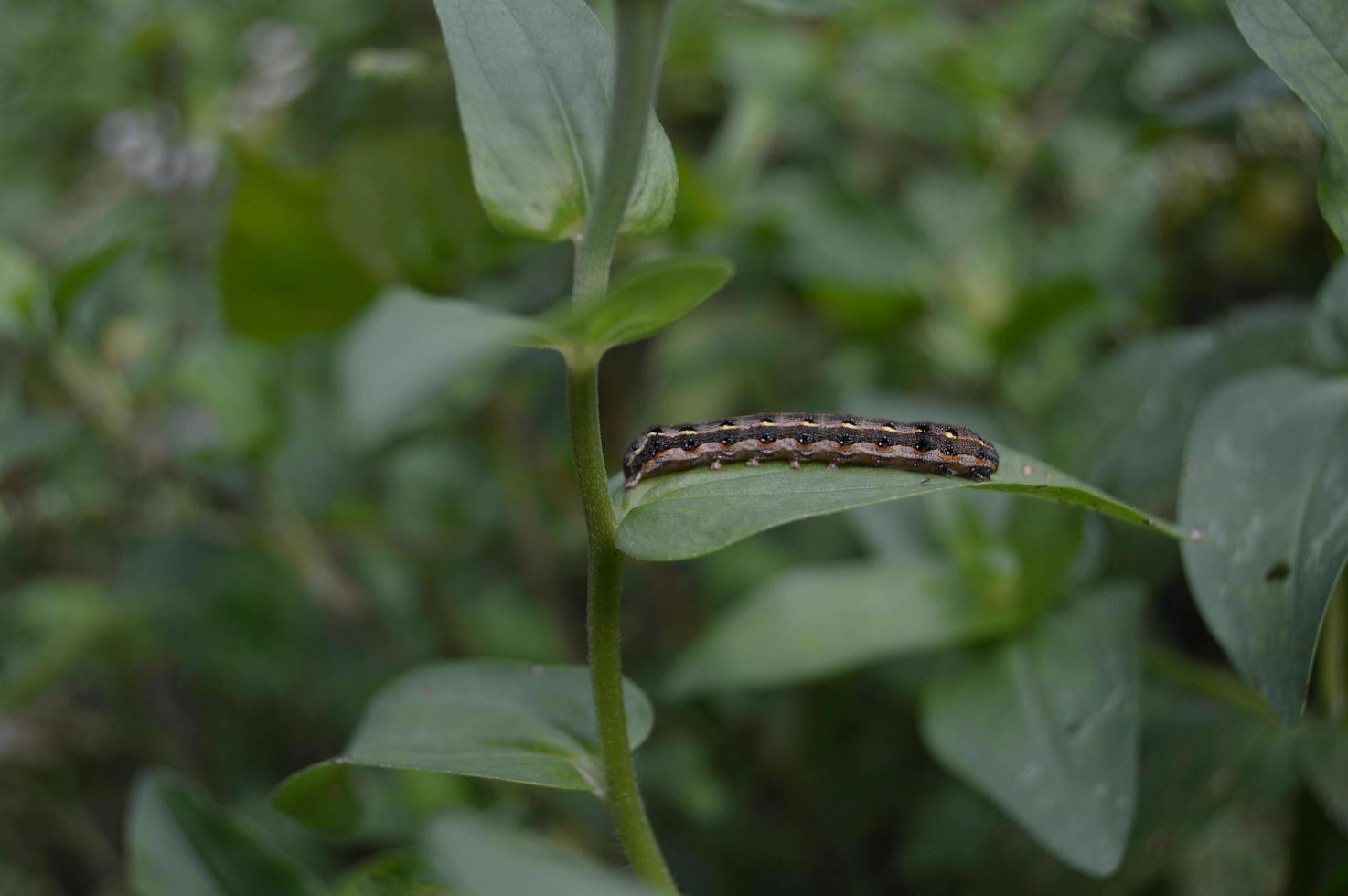 close up of caterpillars on the leaves photo