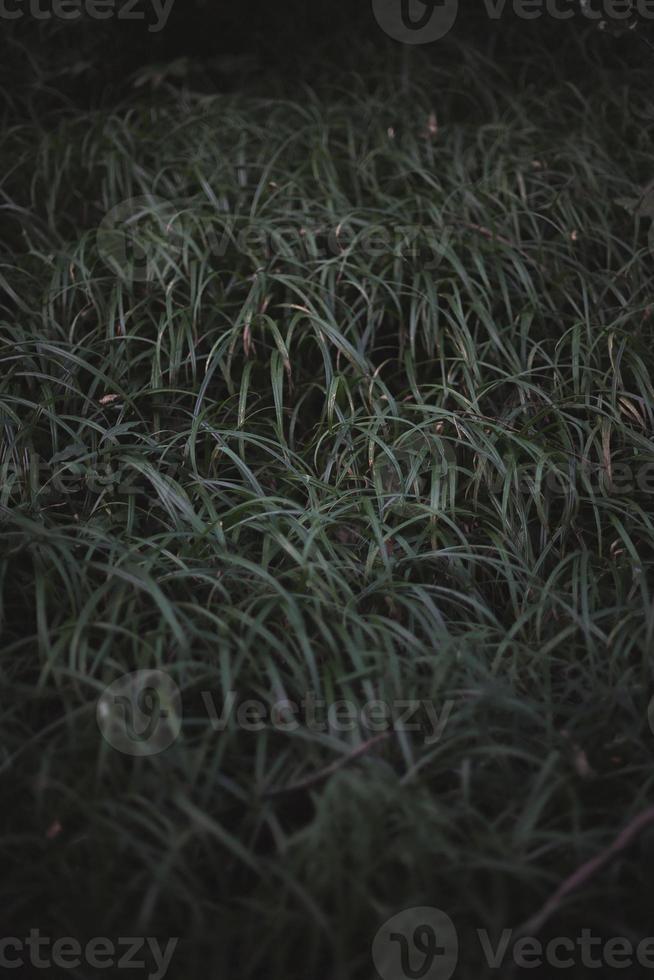 Close up thick green grass in dark forest concept photo