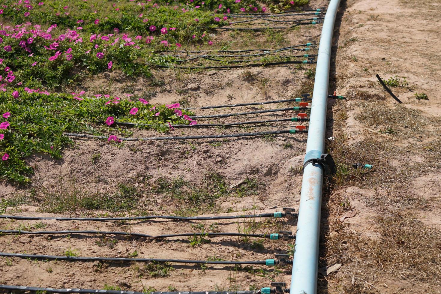 sistema de agua en jardín de flores foto