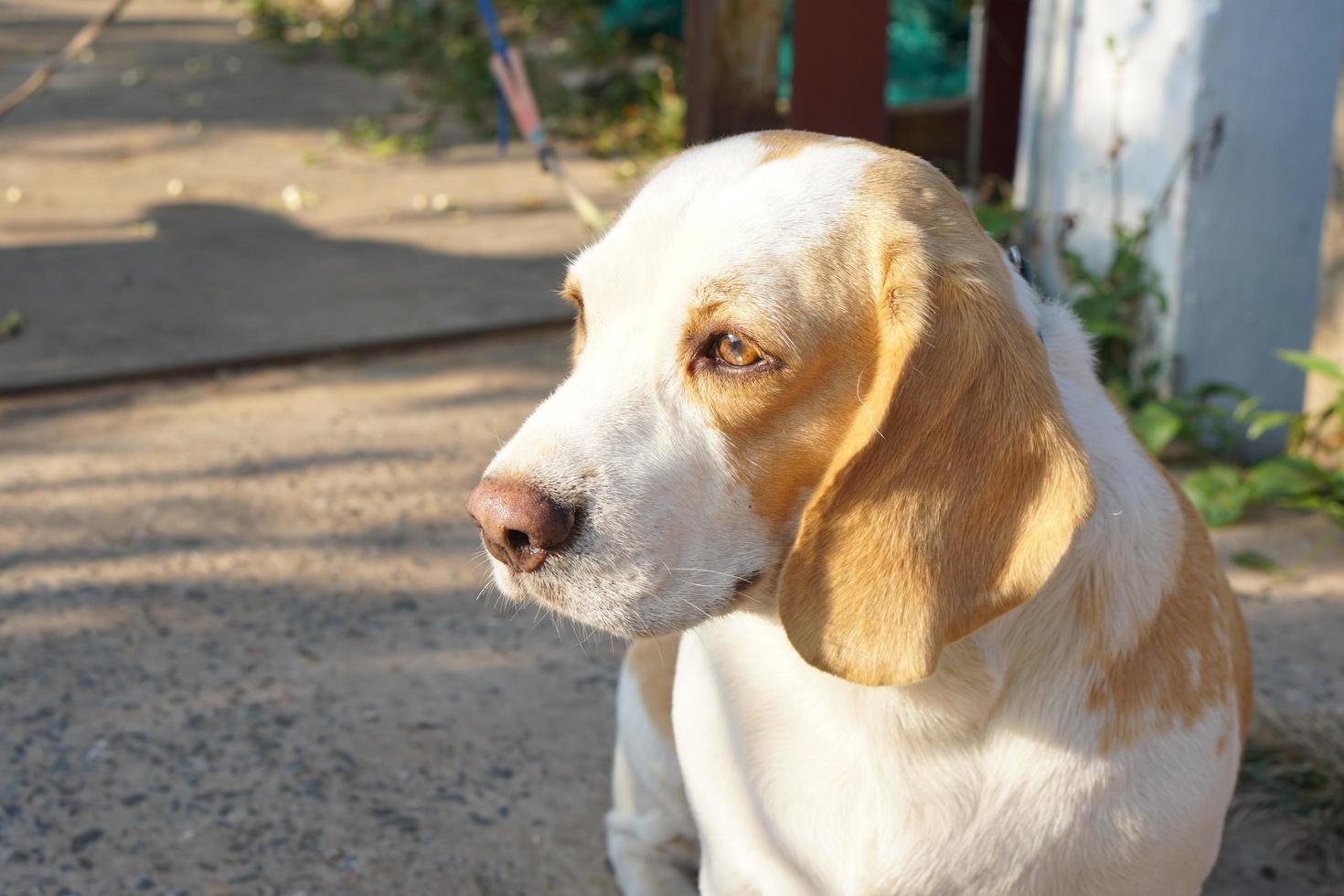 dog waited for the owner in front of the house. photo