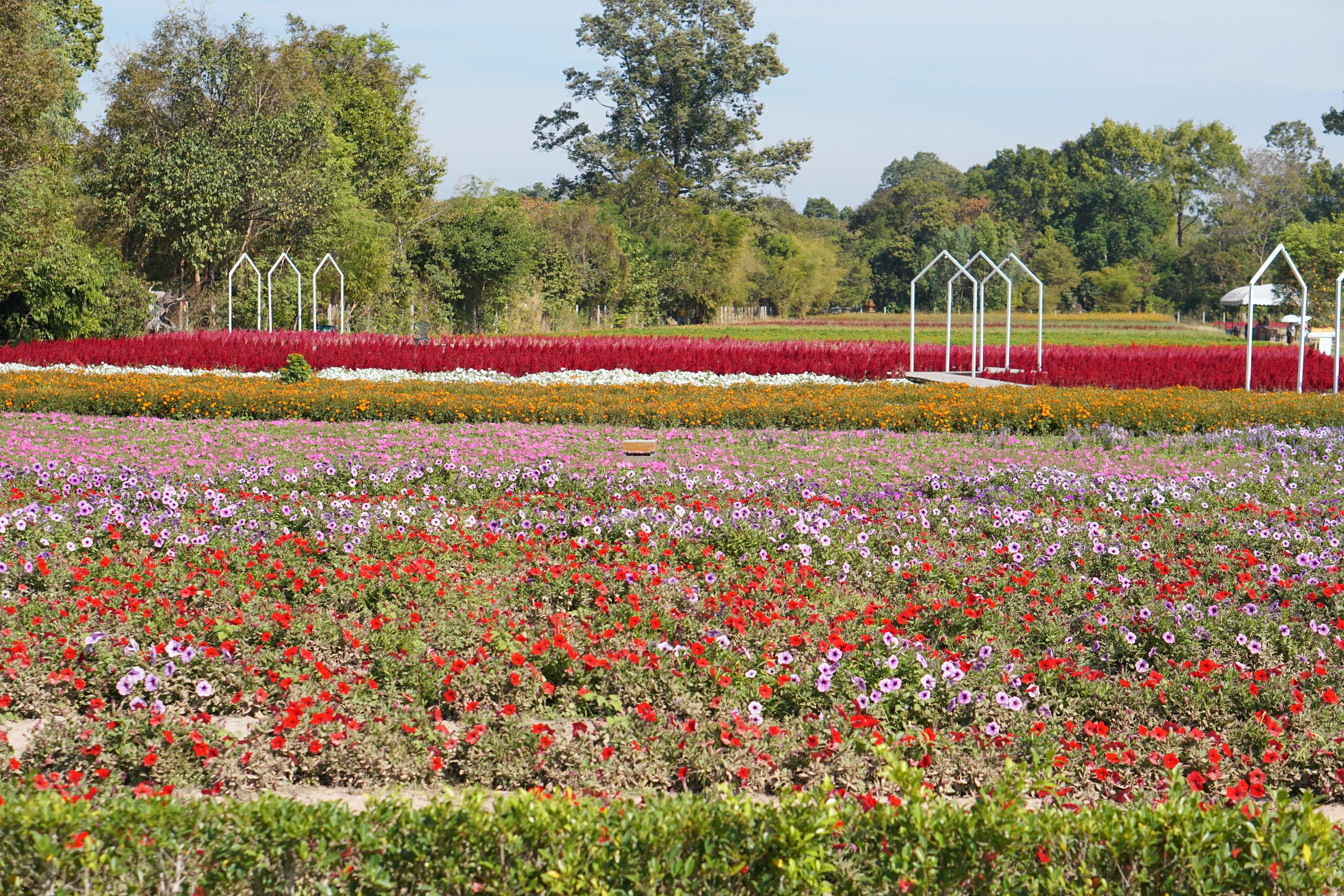 The background of the flower plantation for tourists to visit and take