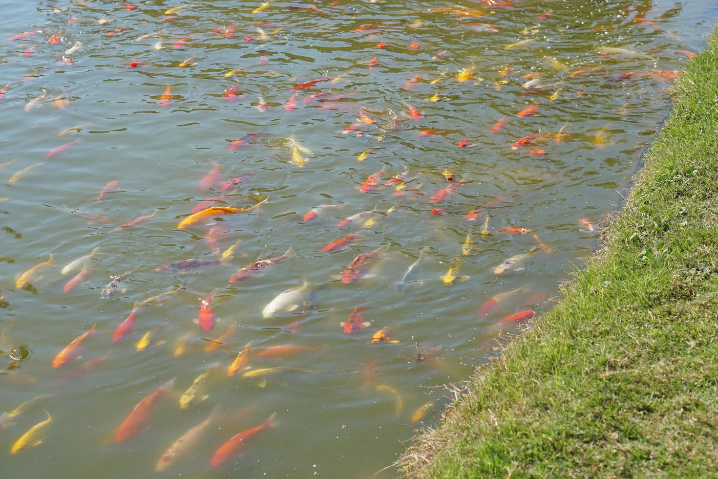 Colorful koi fish in the park pond photo