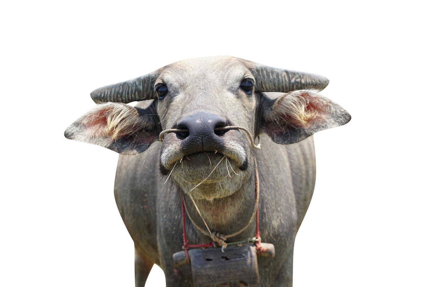 Thai buffalo on white background photo