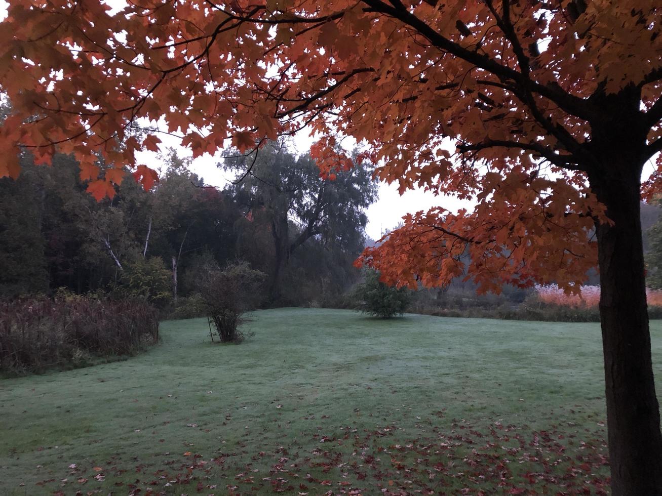 Autumn Field and Trees photo