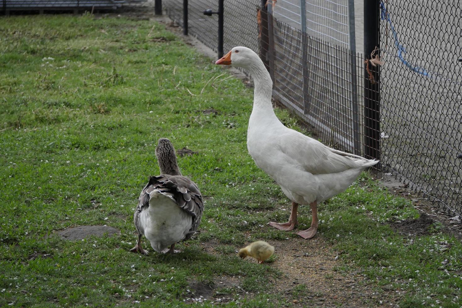 pato, pollito, ganso foto