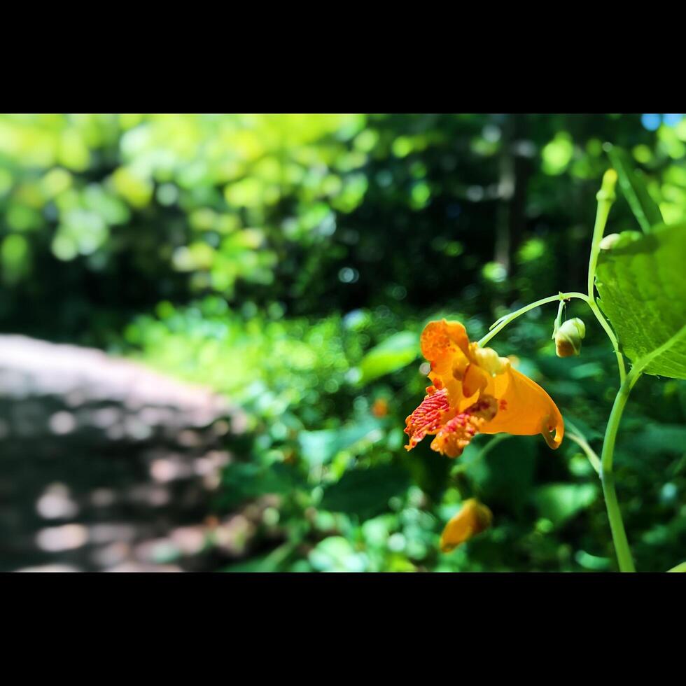 Orange Flowers Nature photo