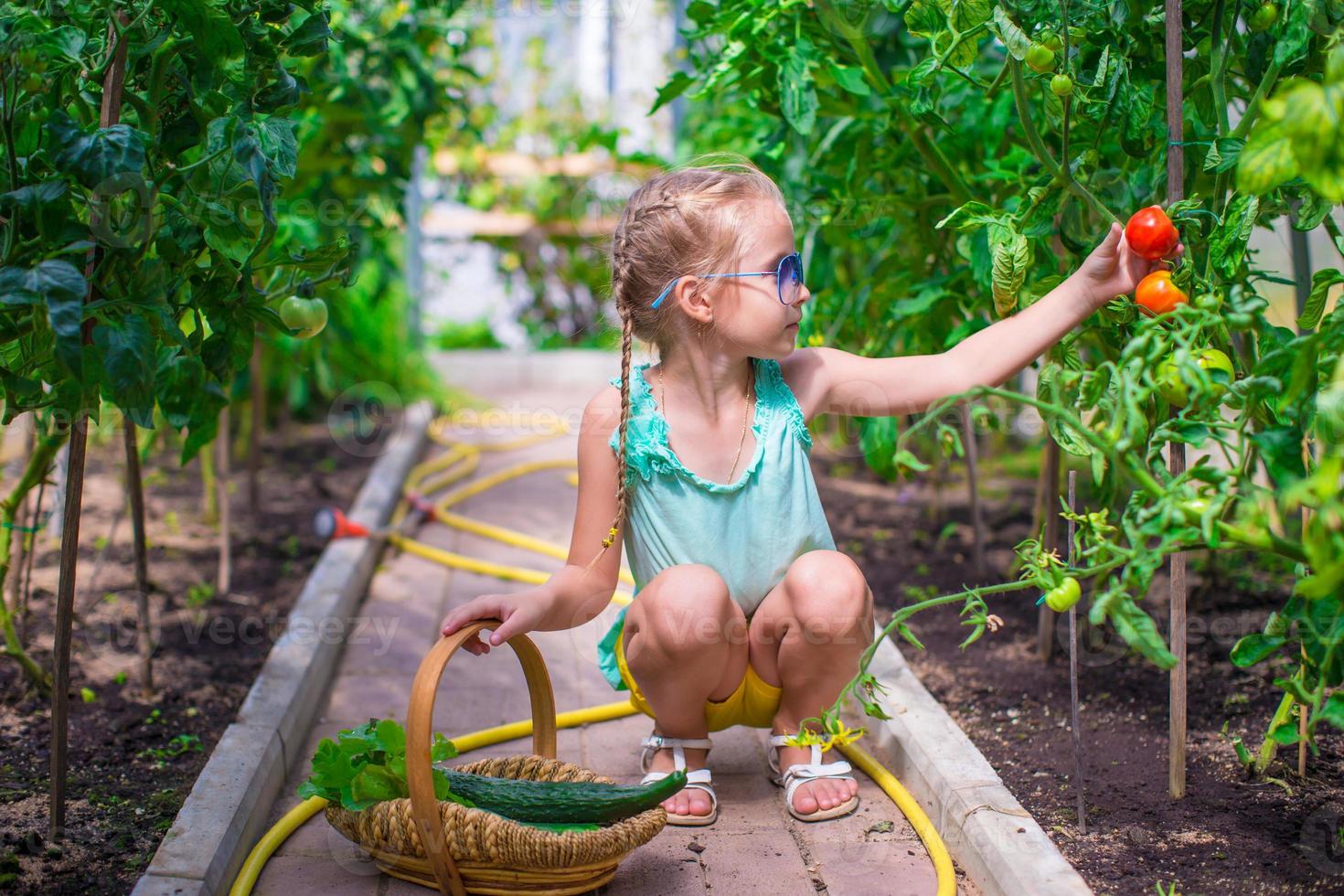 Adorable little girl harvesting in the greenhouse photo