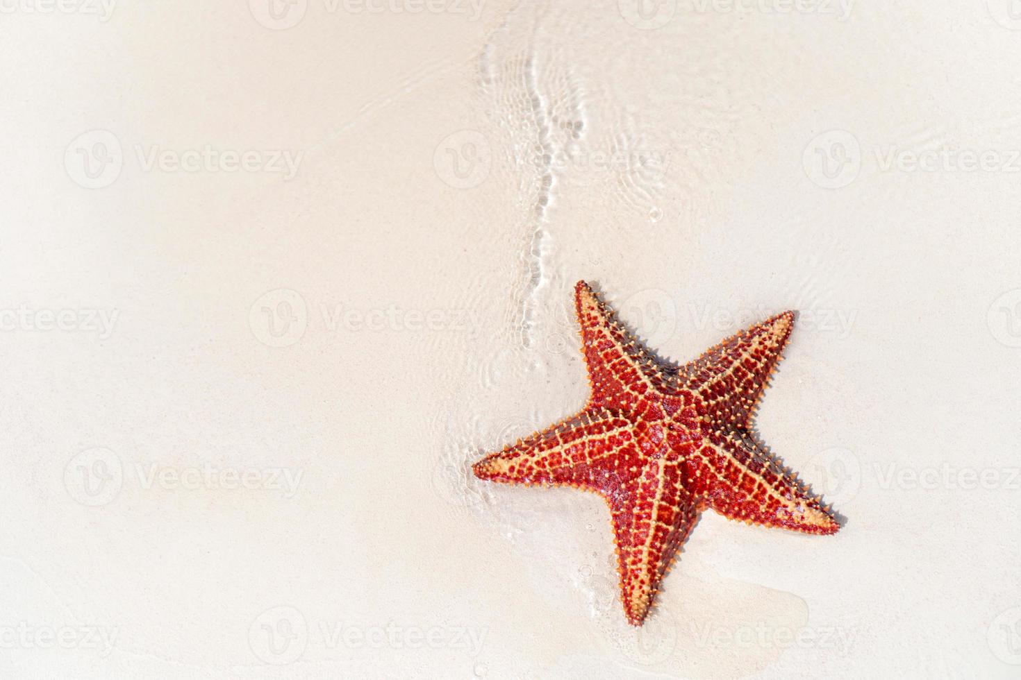 Tropical beach with starfish photo