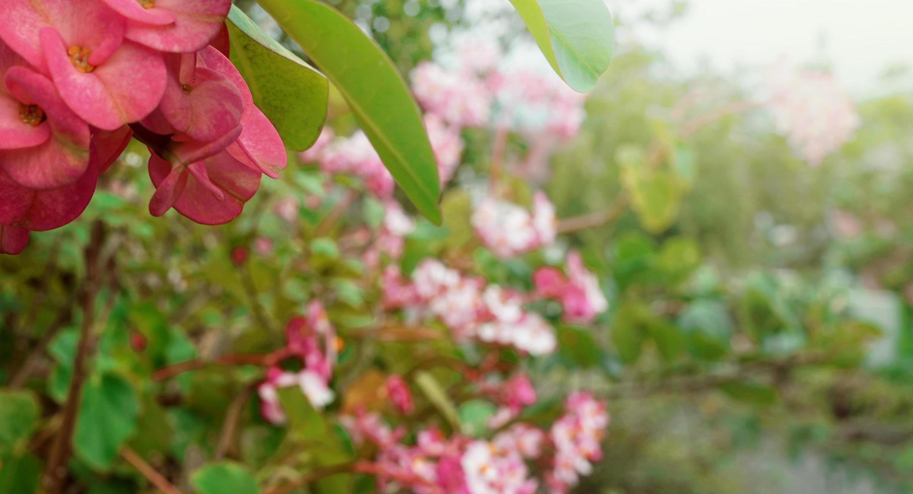 Flowers of Begonia Illumination Apricot, pink ever blooming begonia photo