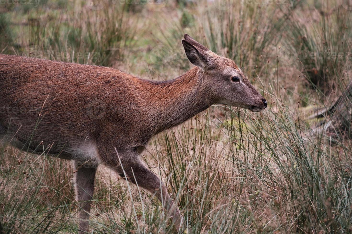 red deer, hind in the forest, Cervus elaphus photo