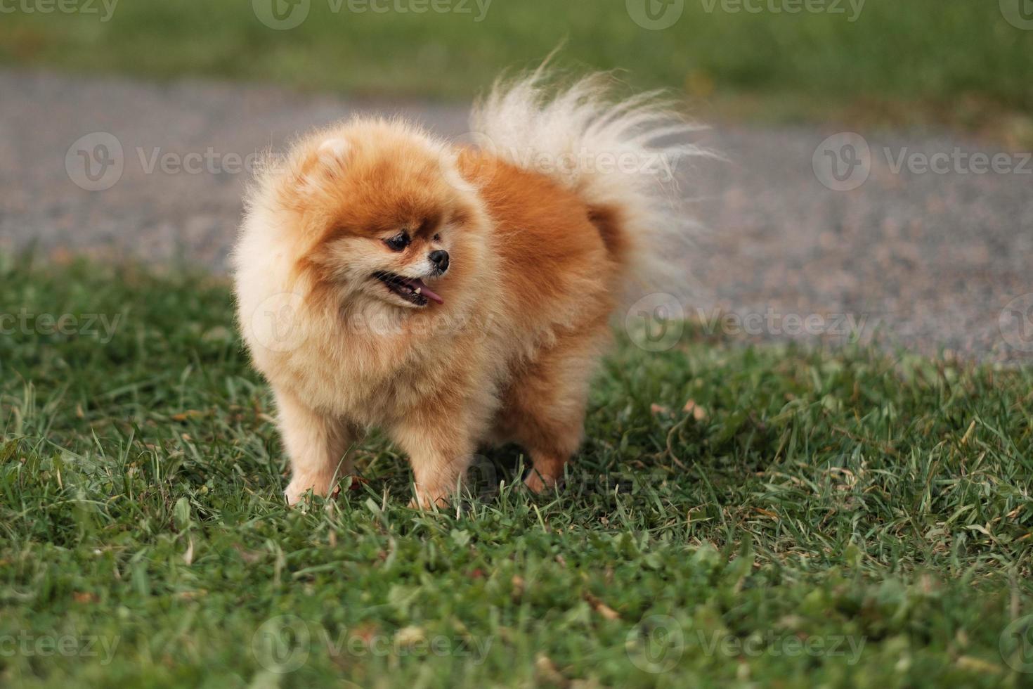 Pomerania Spitz en el parque foto