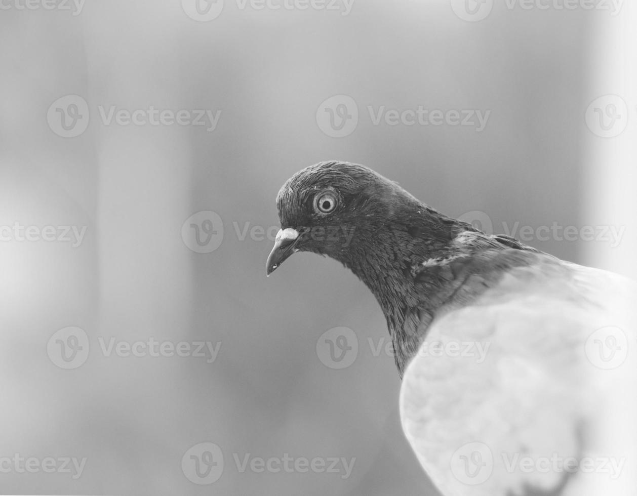 Portrait of a pigeon, dove in black and white photo