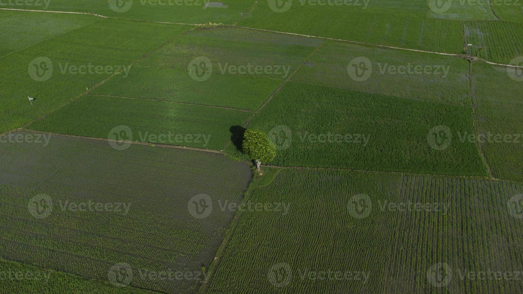 una vista alta de los árboles en medio de los campos de arroz foto