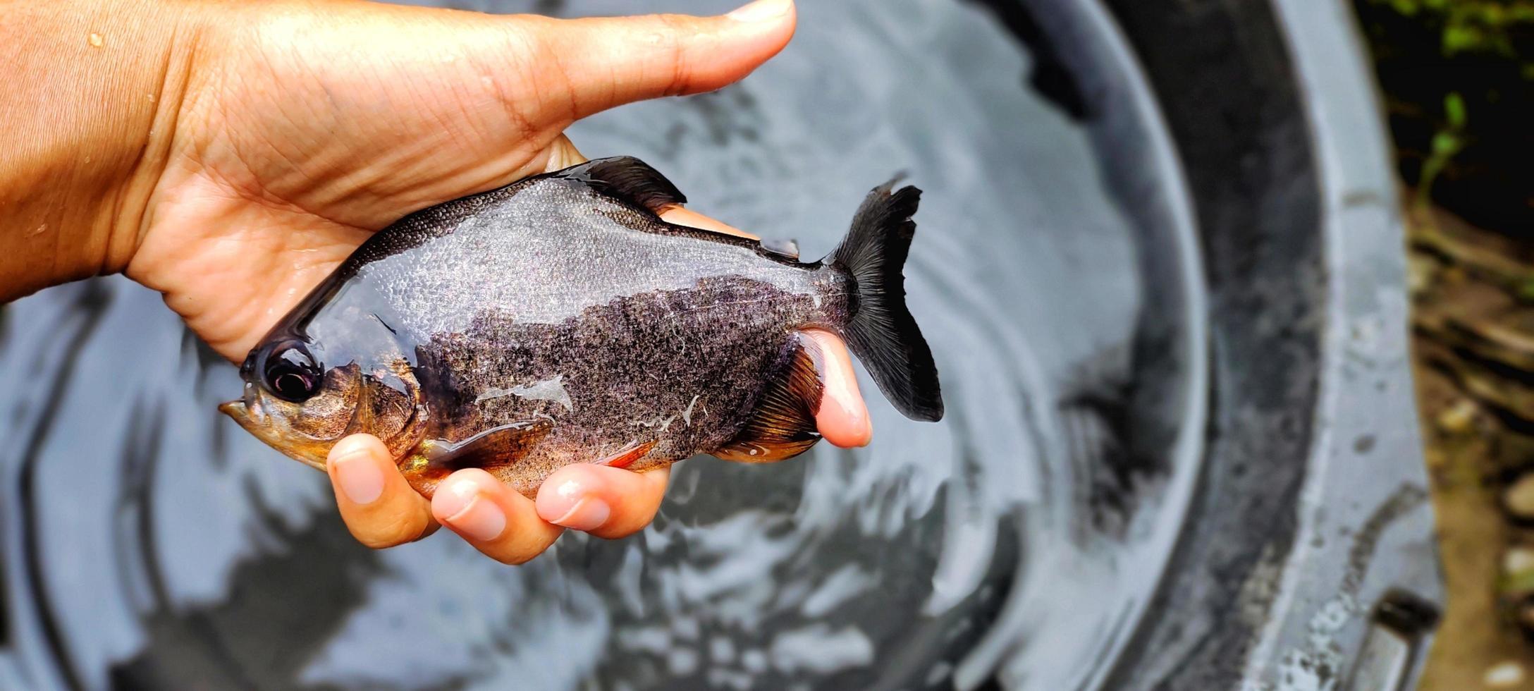 Ikan bawal. Man holding Parastromateus niger which has just been taken from the fish pond, ready to be marketed. photo