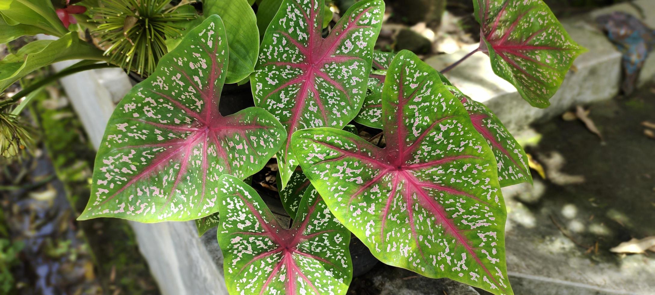 Caladium bicolor or ornamental taro leaves with red veins photo