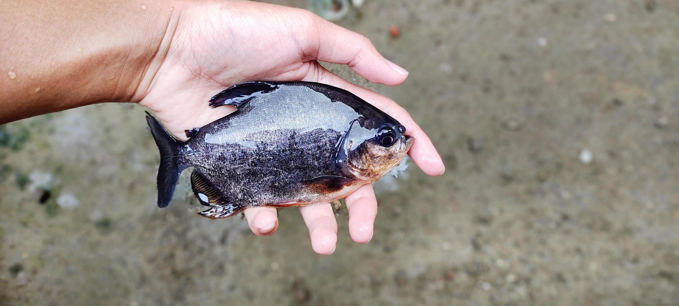 Man holding a black pomfret fish, top view. photo