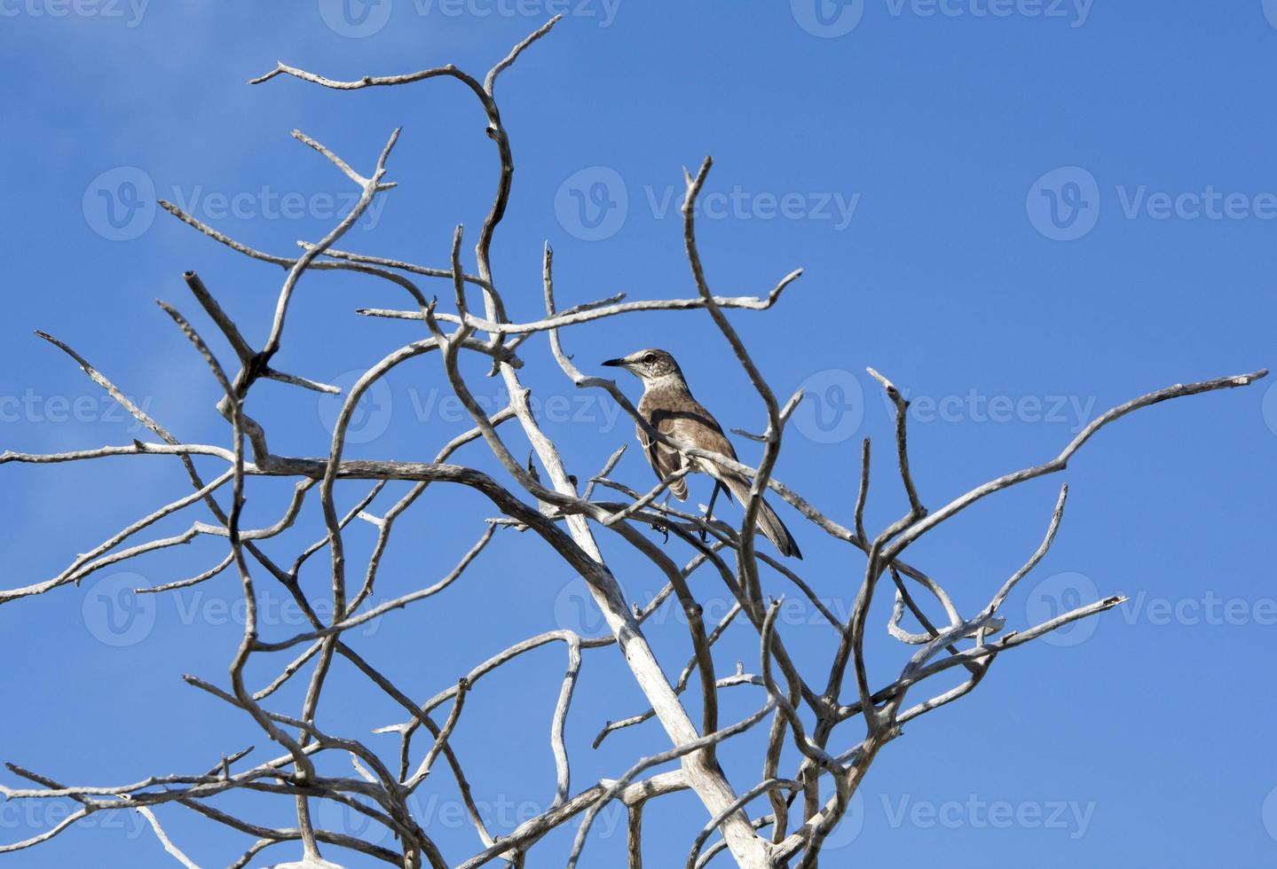 The Bird On Half Moon Cay Island Dry Tree photo