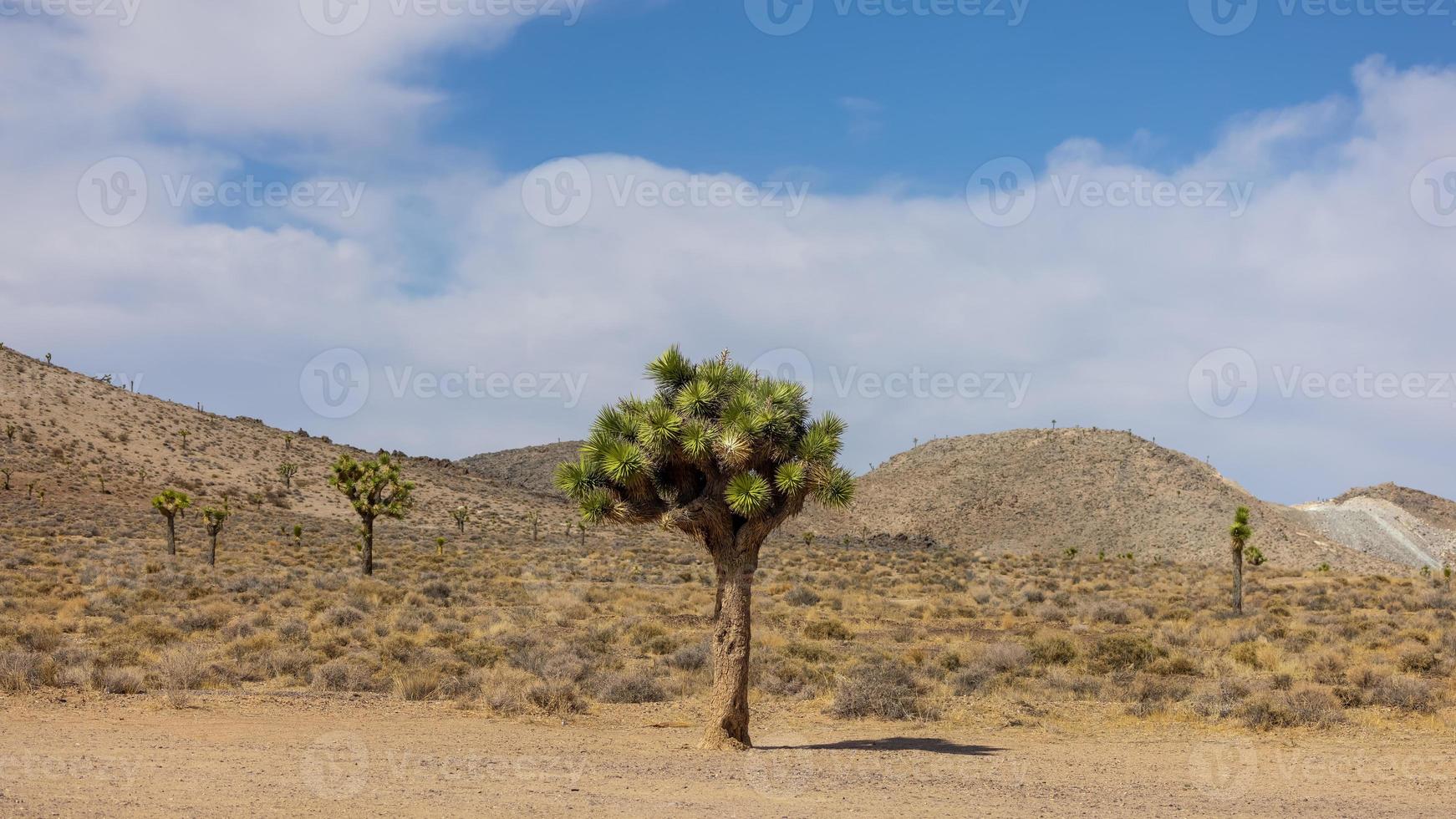 árbol de joshua en medio del parque nacional del valle de la muerte. foto