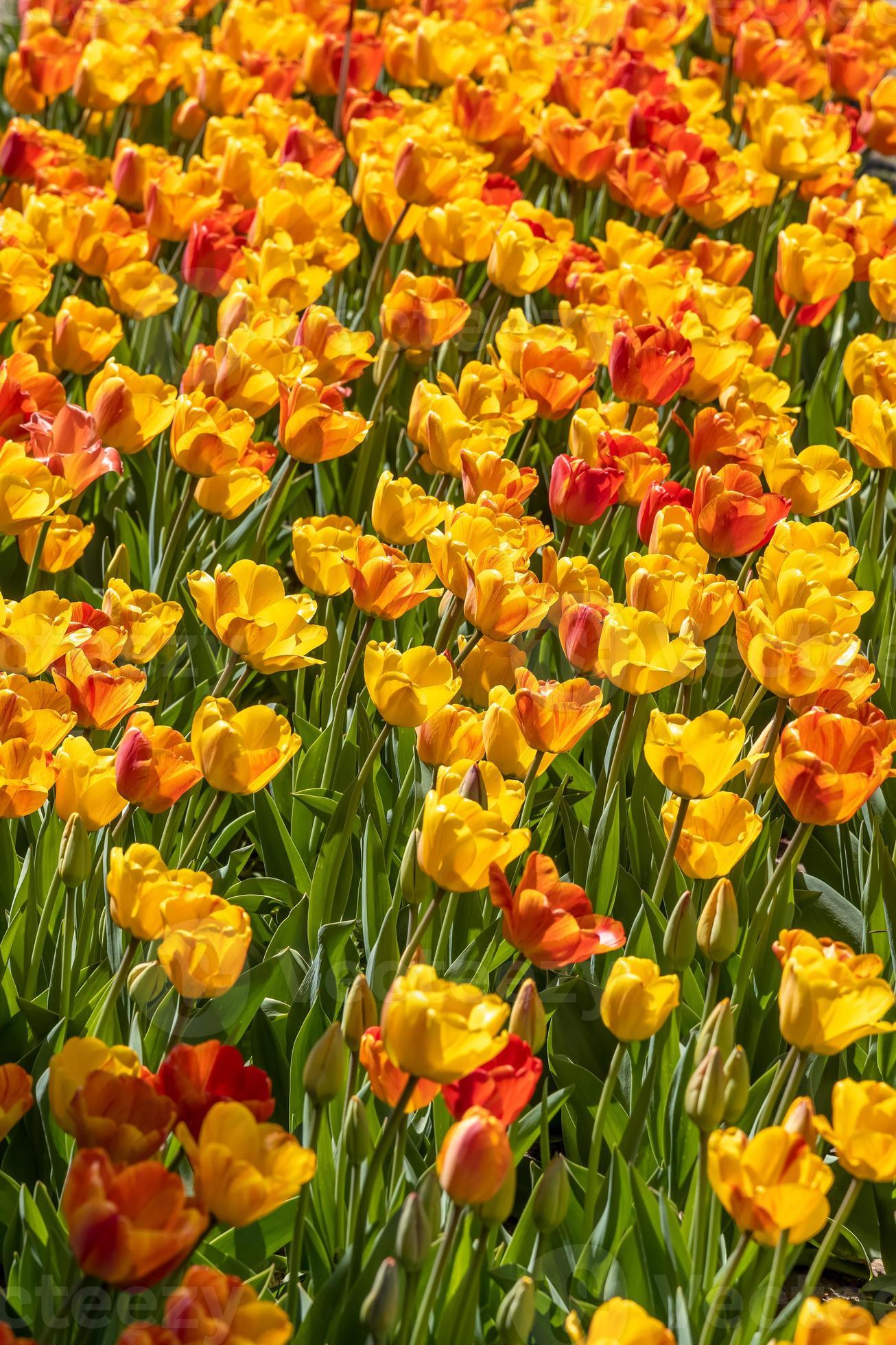 Bright yellow and red color Tulip flowers at Veldheer Tulip Gardens in ...