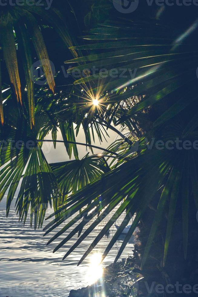 palma de sol y agua foto