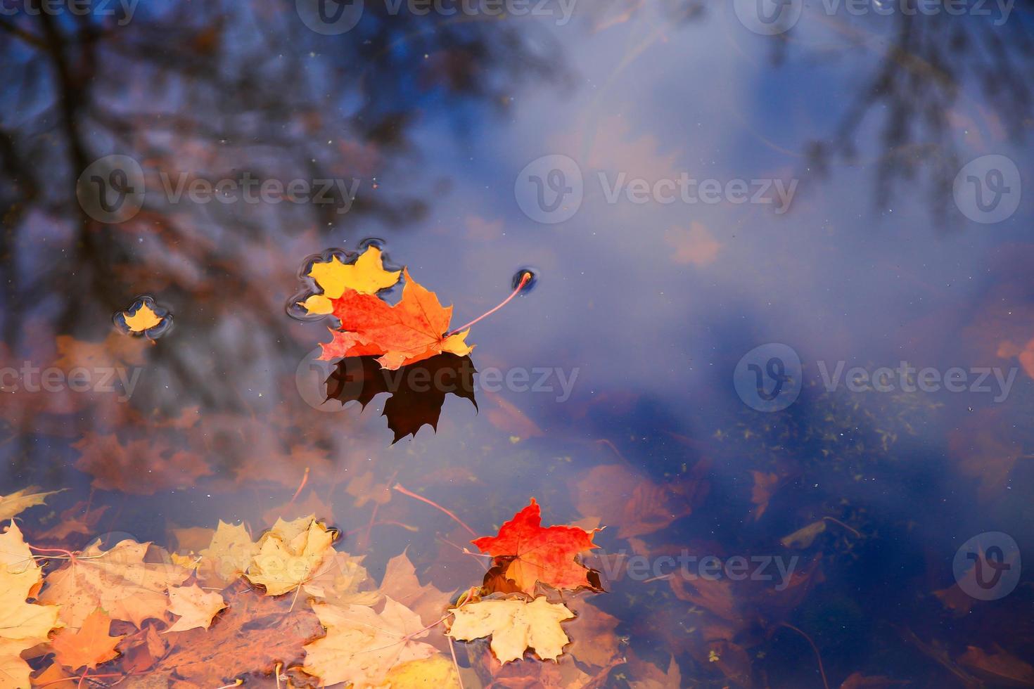 Autumn yellow maple leaves over blue water with reflection of trees in it photo