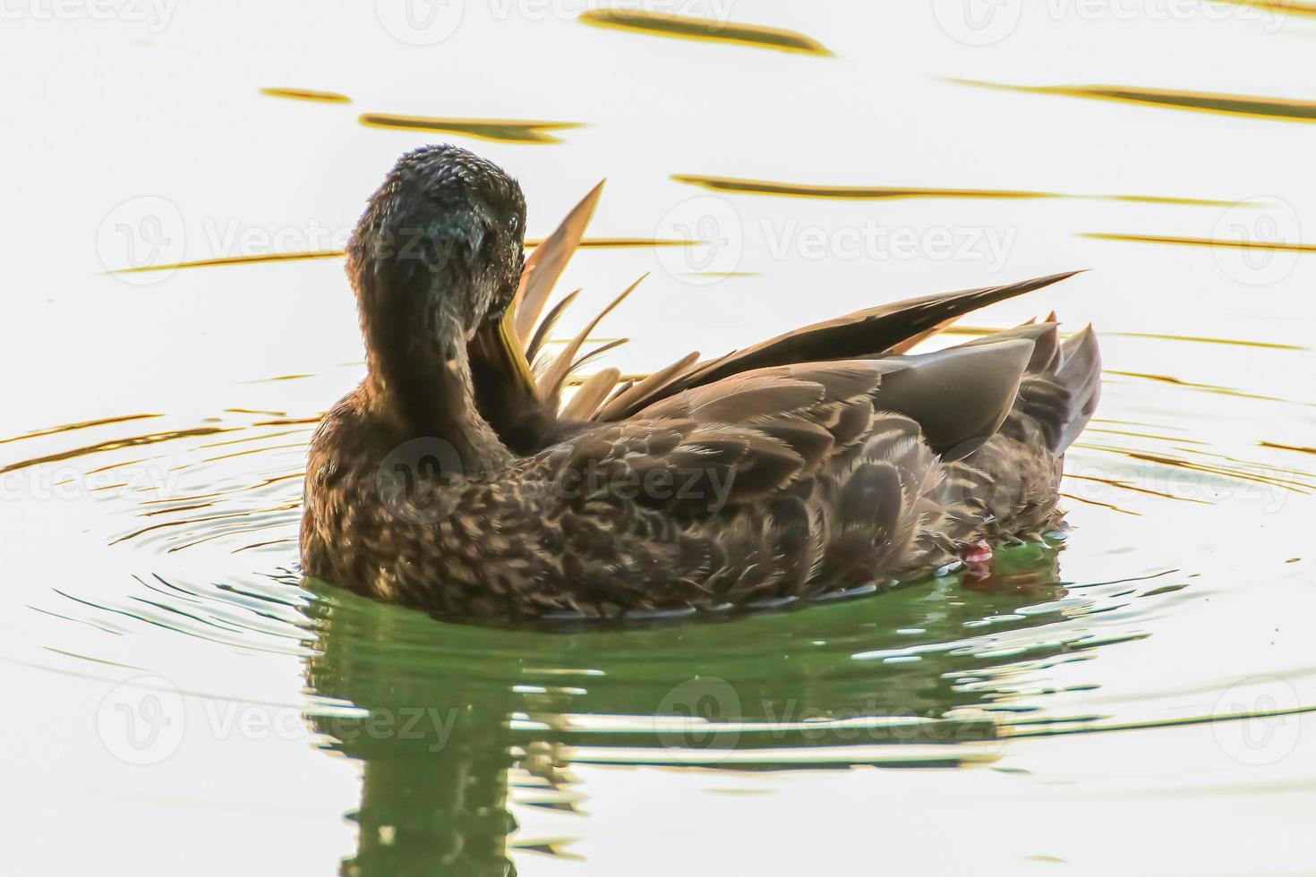 patos salvajes en el lago cerca del río Danubio en Alemania foto