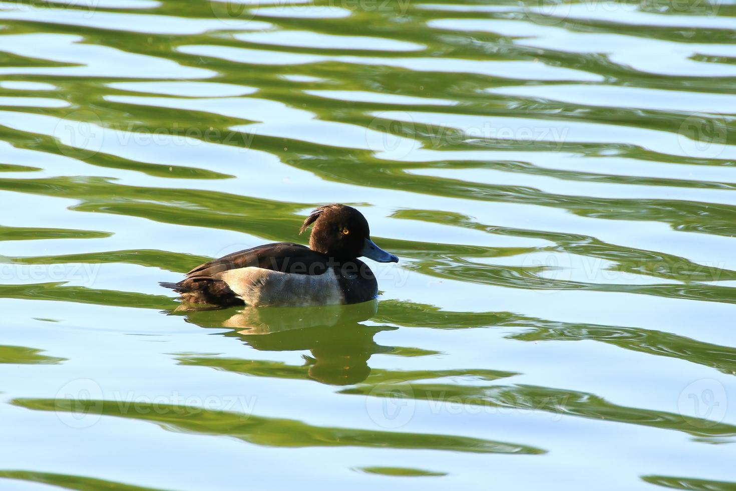 wild ducks on the lake near danube river in Germany photo