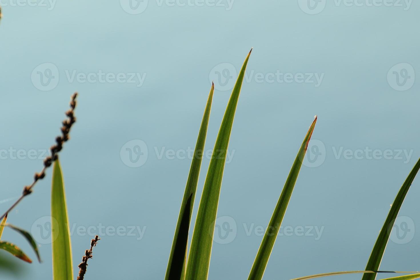 grass and leaves silhouette at sunset near the river photo