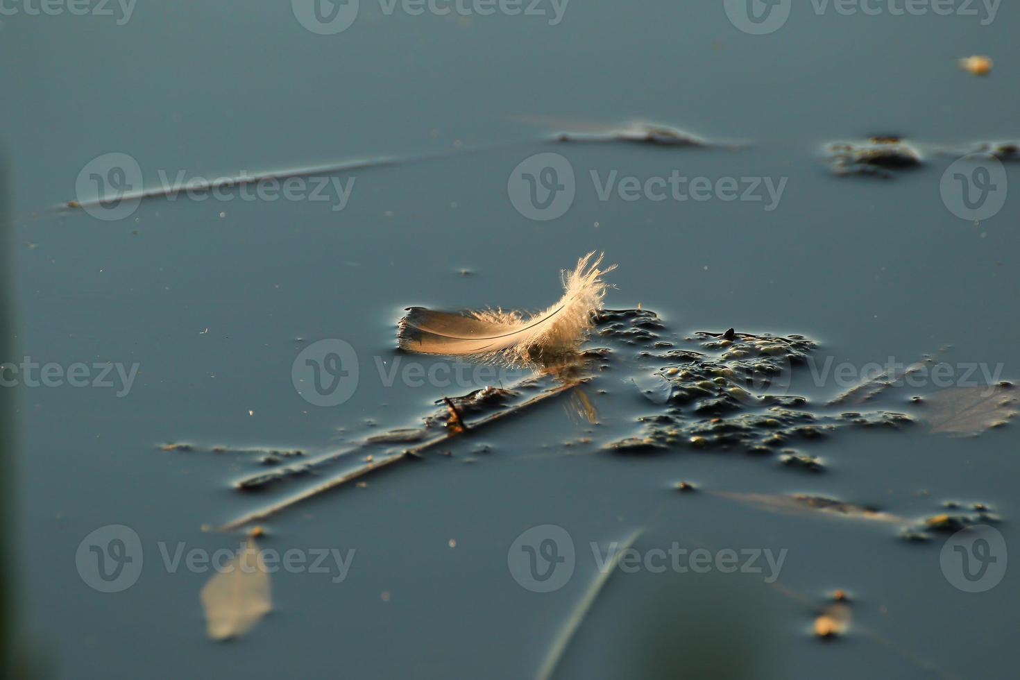 una pluma en el lago al atardecer foto