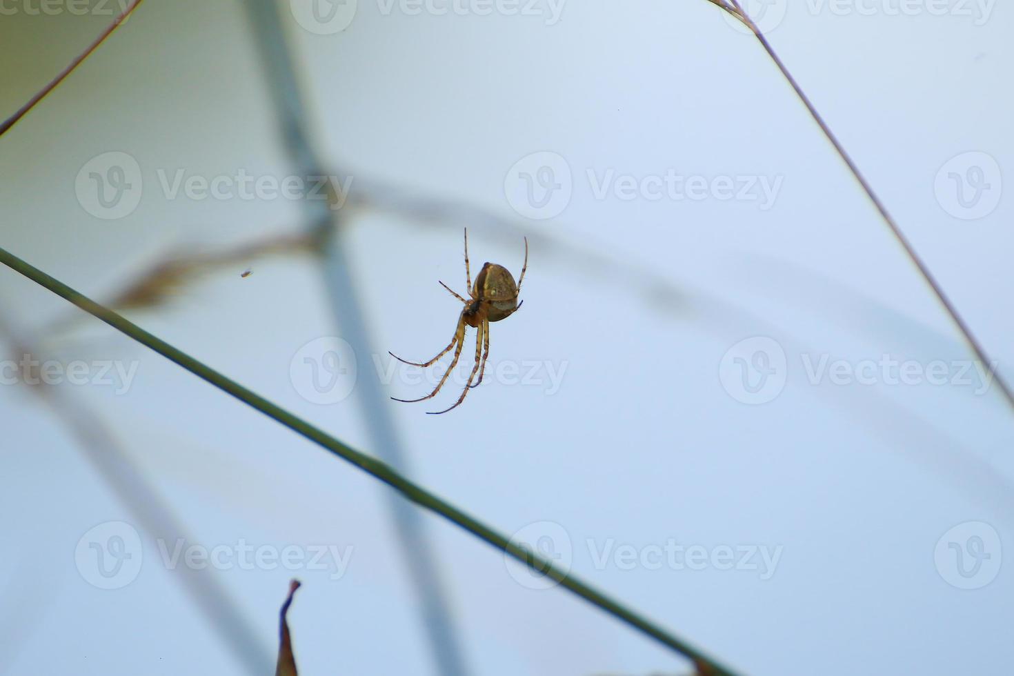 spider silhouette in the grass on blue background photo