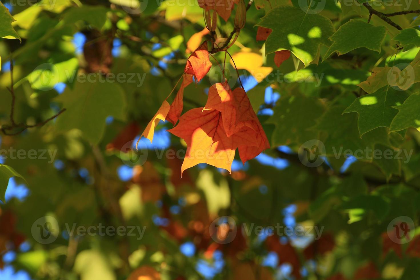 Close up view on some beautiful colorful red maple tree leaves during autumn season photo