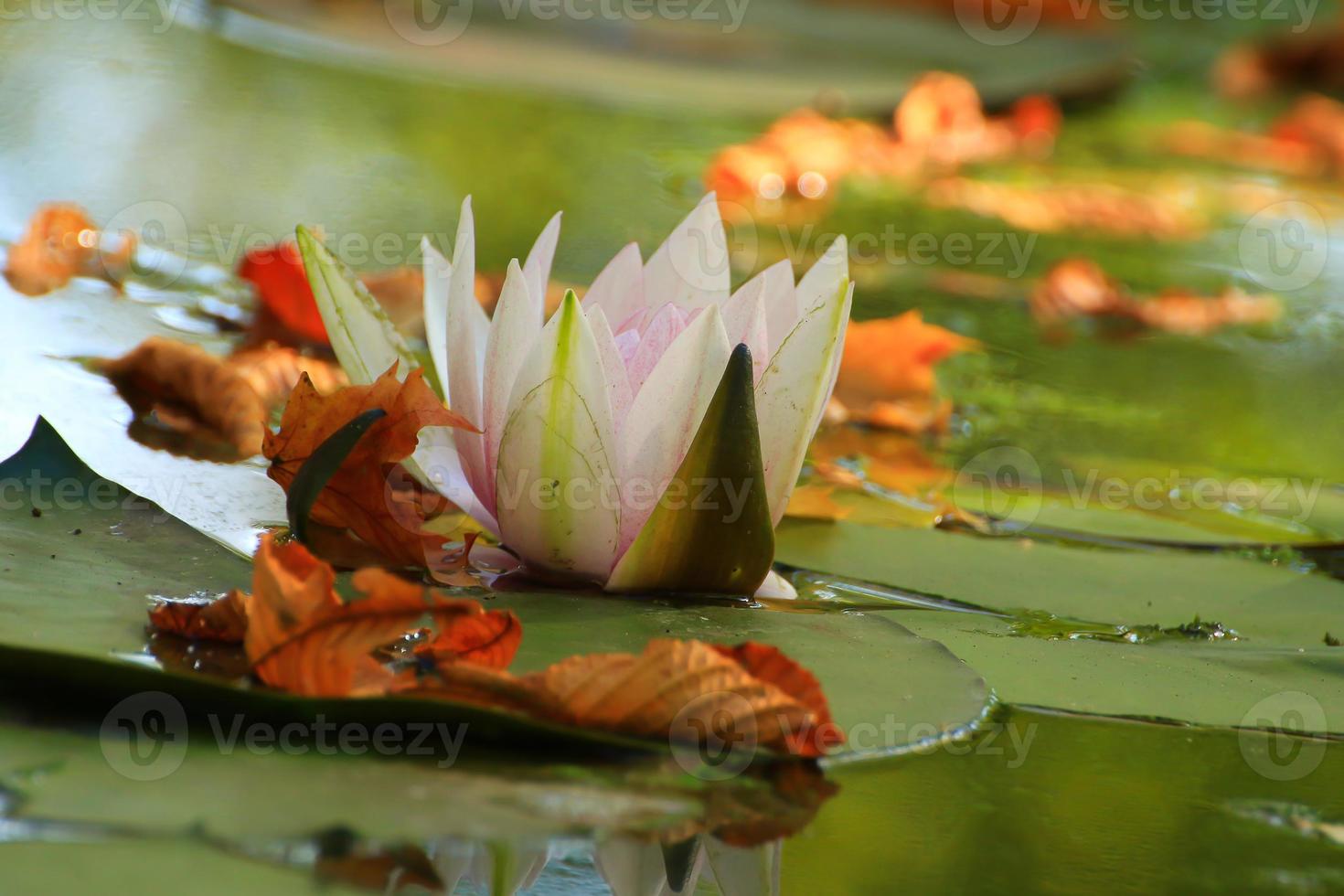 Picturesque leaves of water lilies and colorful maple leaves on water in pond, autumn season, autumn background photo