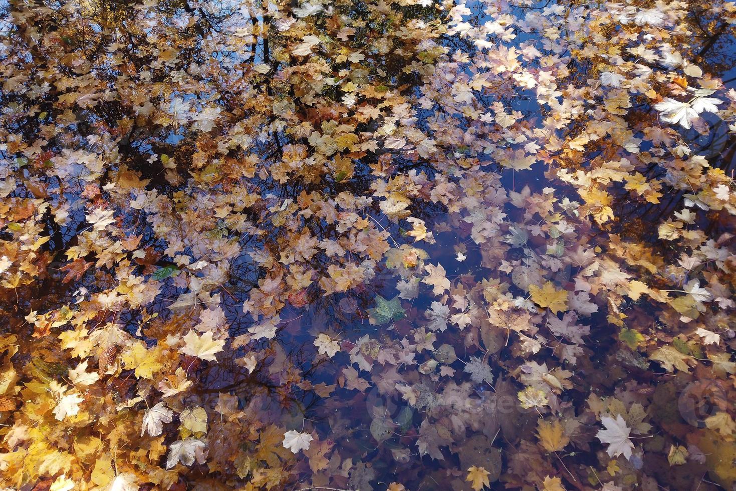 October Atumn Maple Leaf floating on water photo