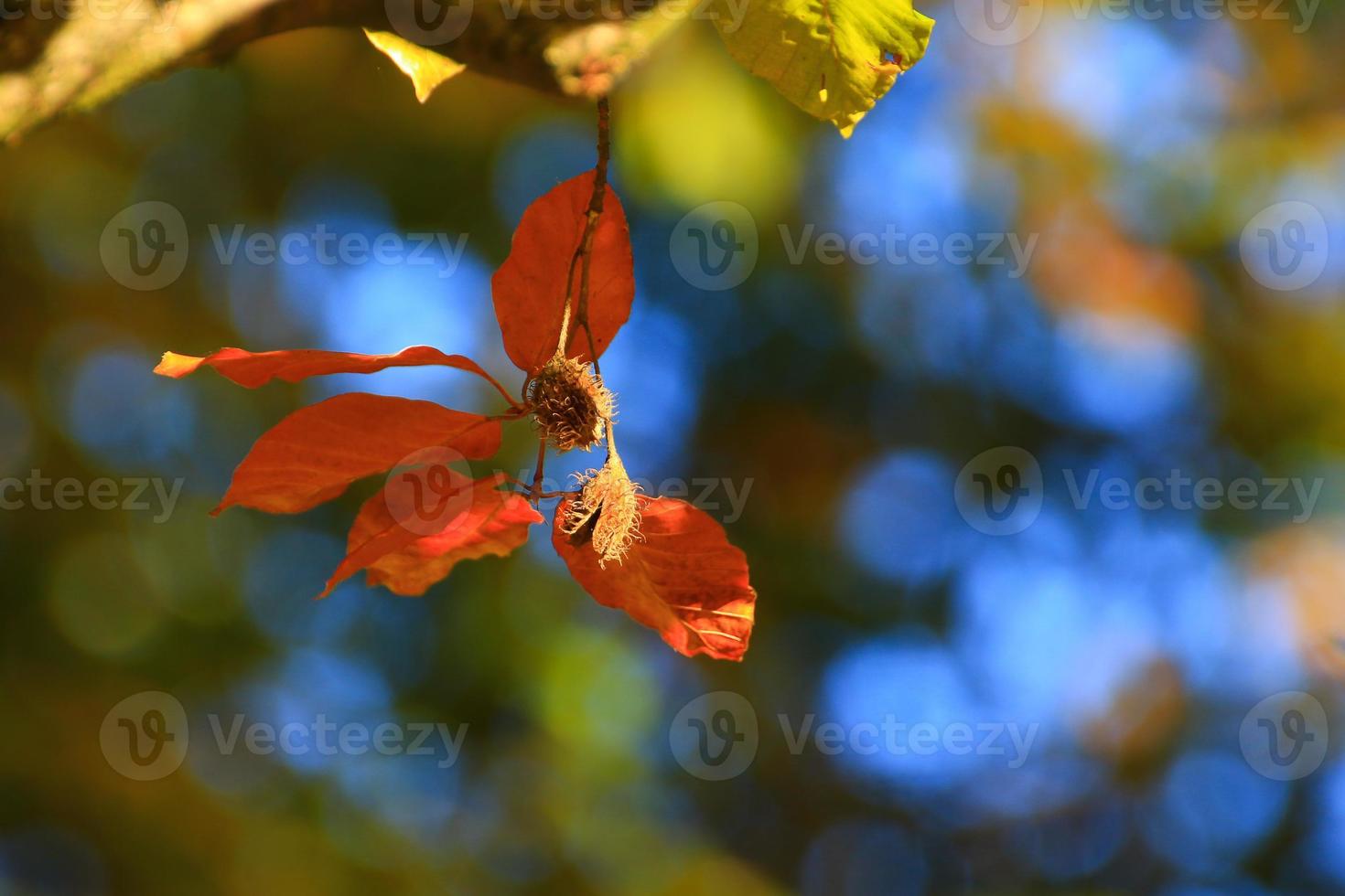 autumn trees and leaves with colorful foliage in the park. photo