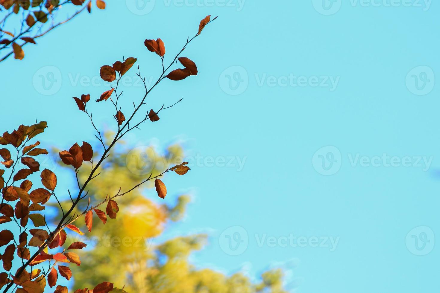 autumn trees and leaves with colorful foliage in the park. photo