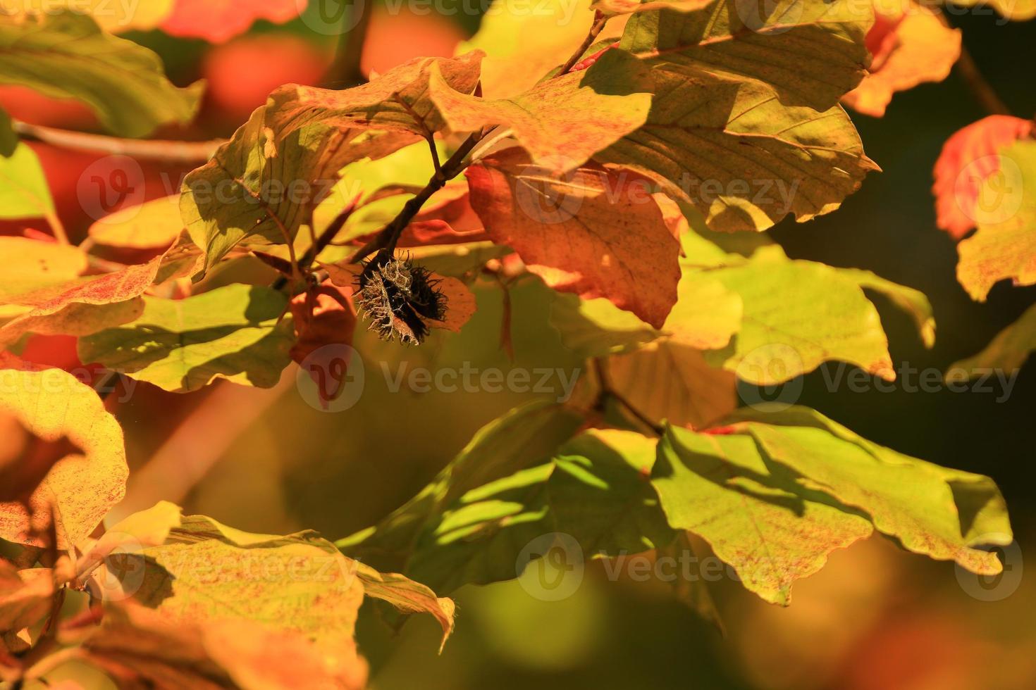 autumn trees and leaves with colorful foliage in the park. photo