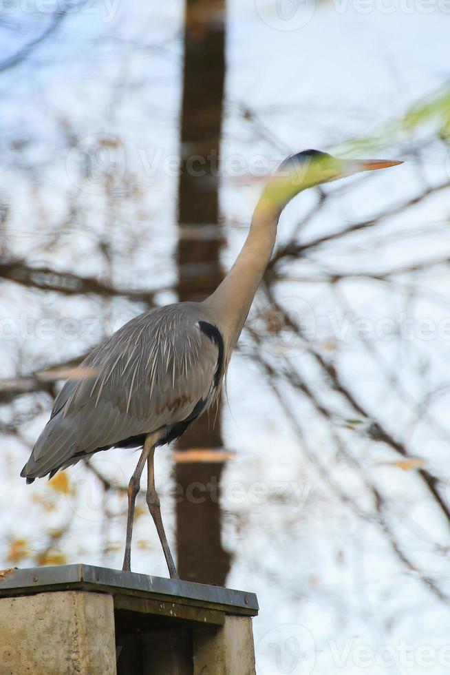 gray heron near a pond in Autumn season photo