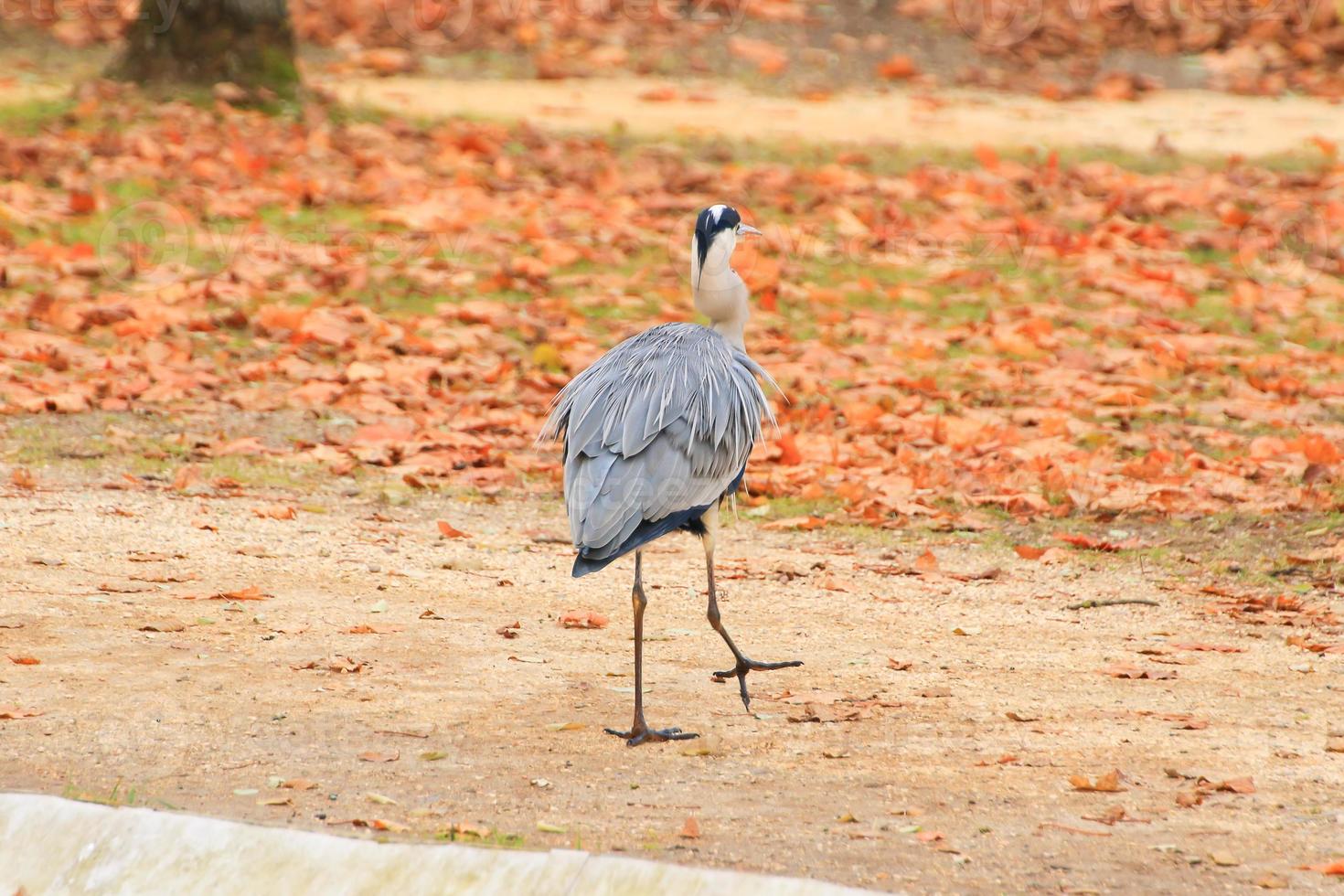 gray heron near a pond in Autumn season photo