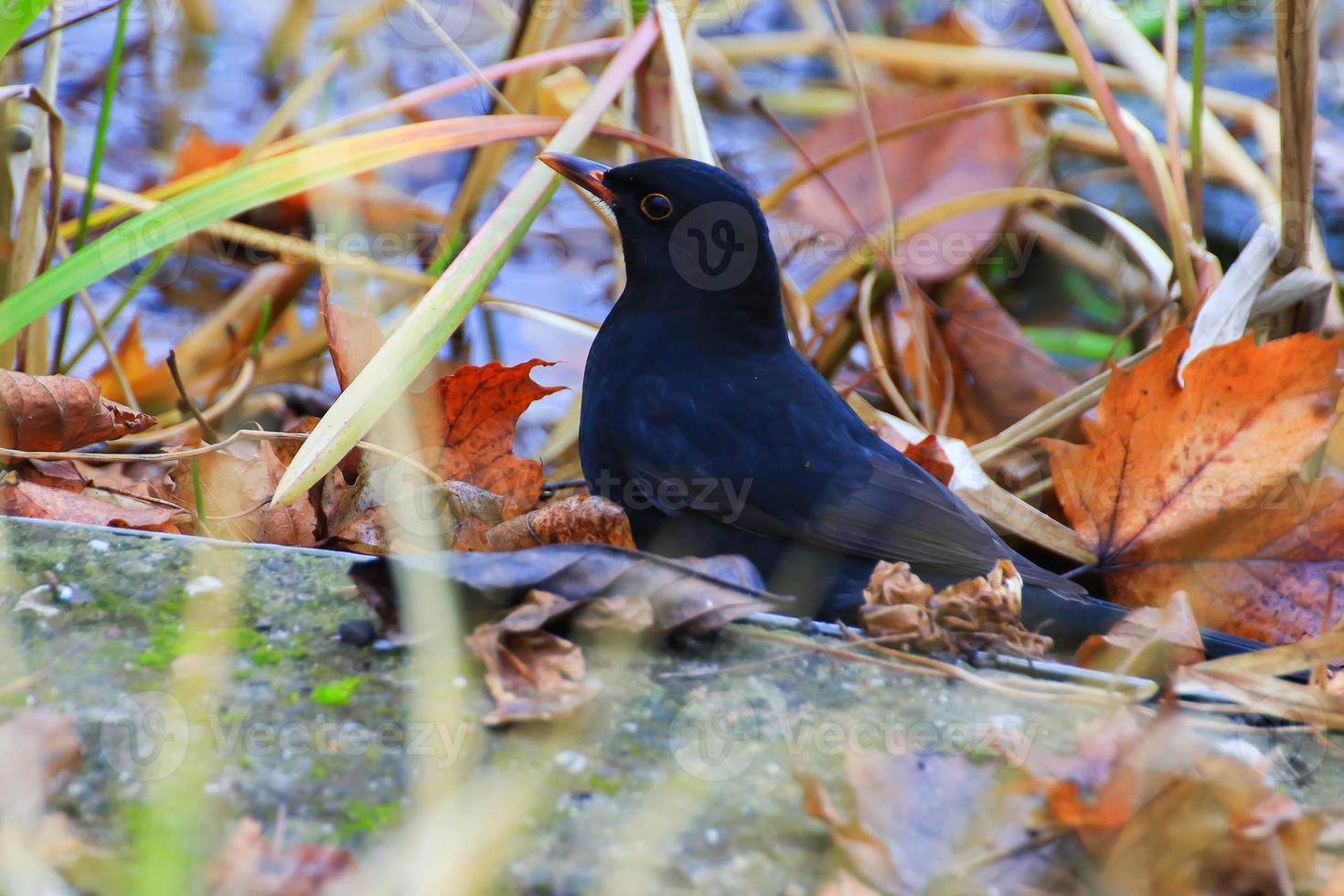 A male blackbird Turdus merula looking for food on the ground photo