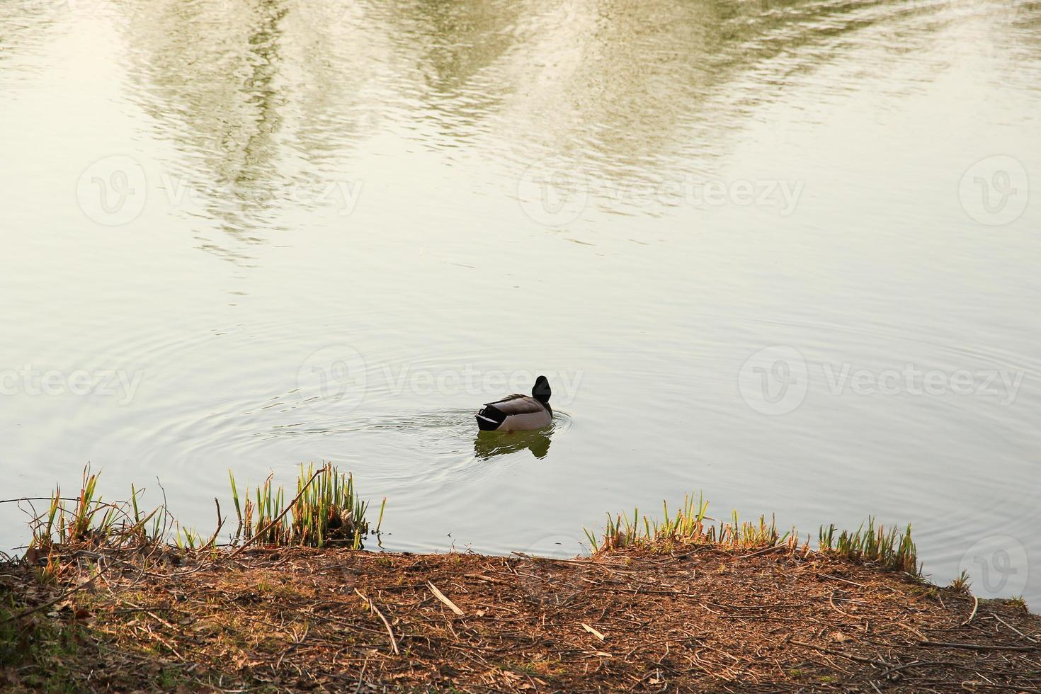 Pato mallard macho en el agua cerca del río Danubio foto