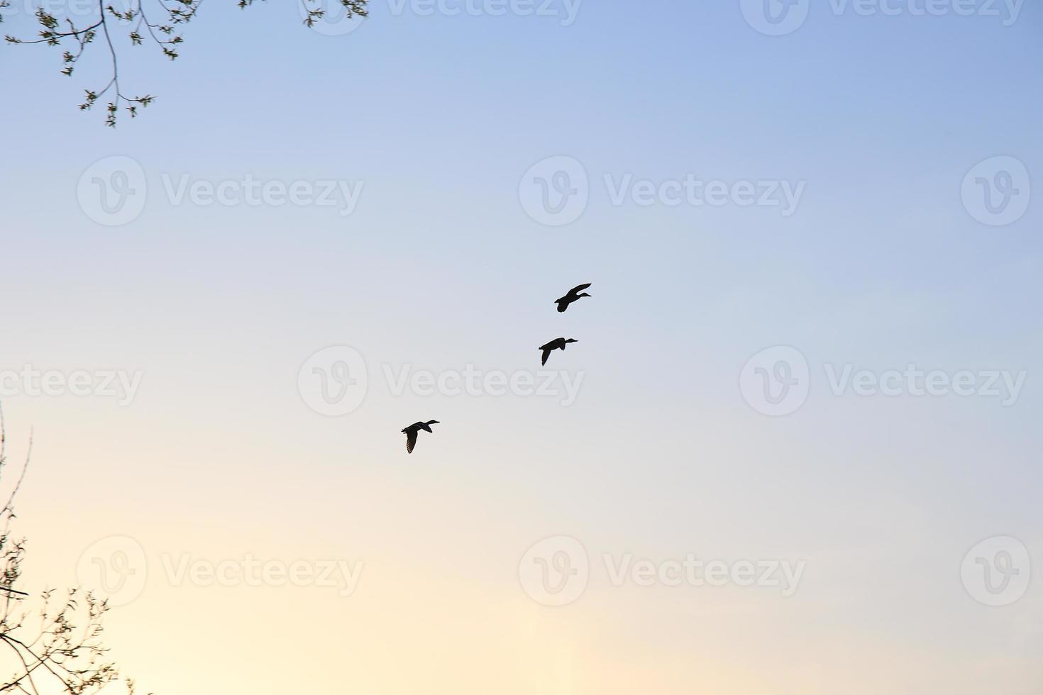 flying ducks against an evening landscape photo