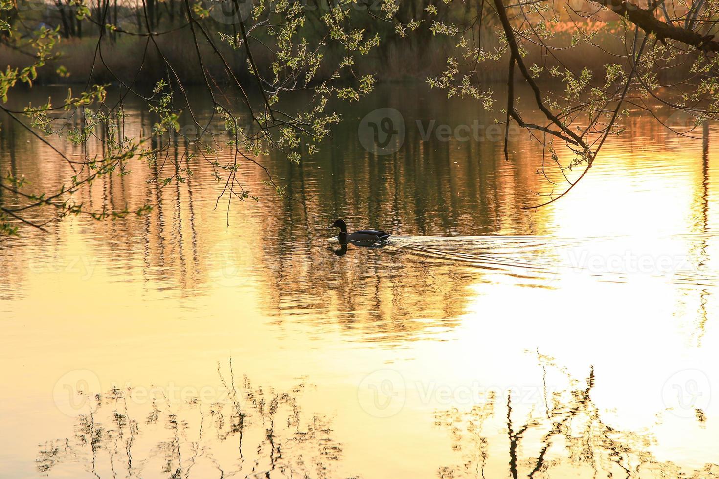 wild duck swimming on a golden lake while sunset is reflecting in the water. Minimalistic picture with silhouette of the water bird. photo