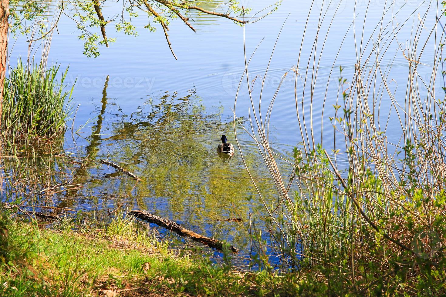 male Mallard duck in the water near Danube river photo