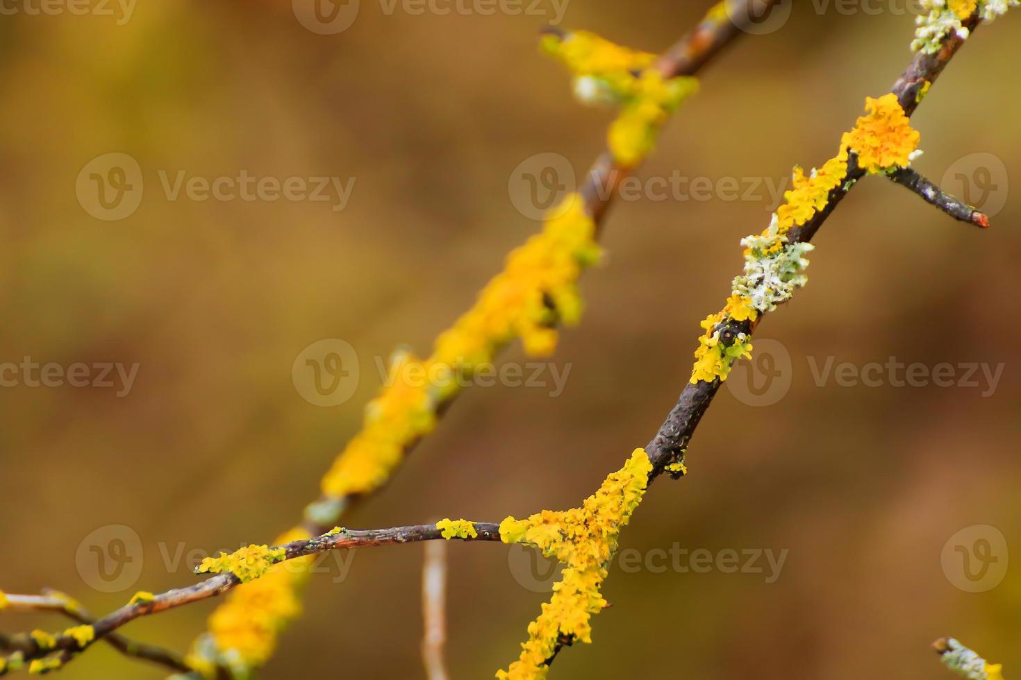 yellow moss on the branches photo