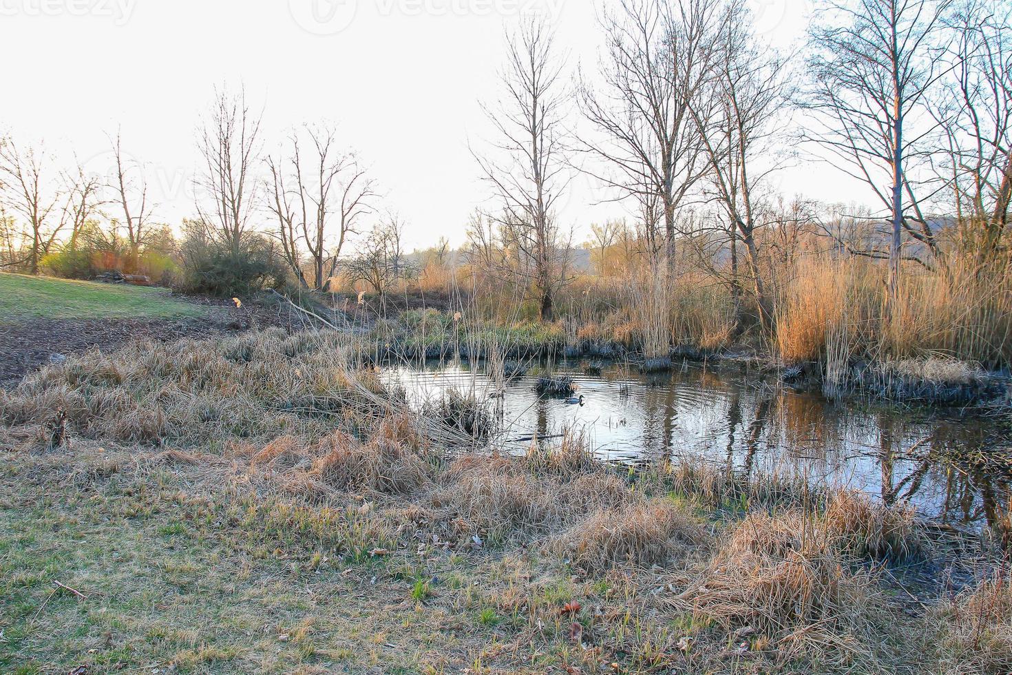 Autumn lake with dry reeds photo