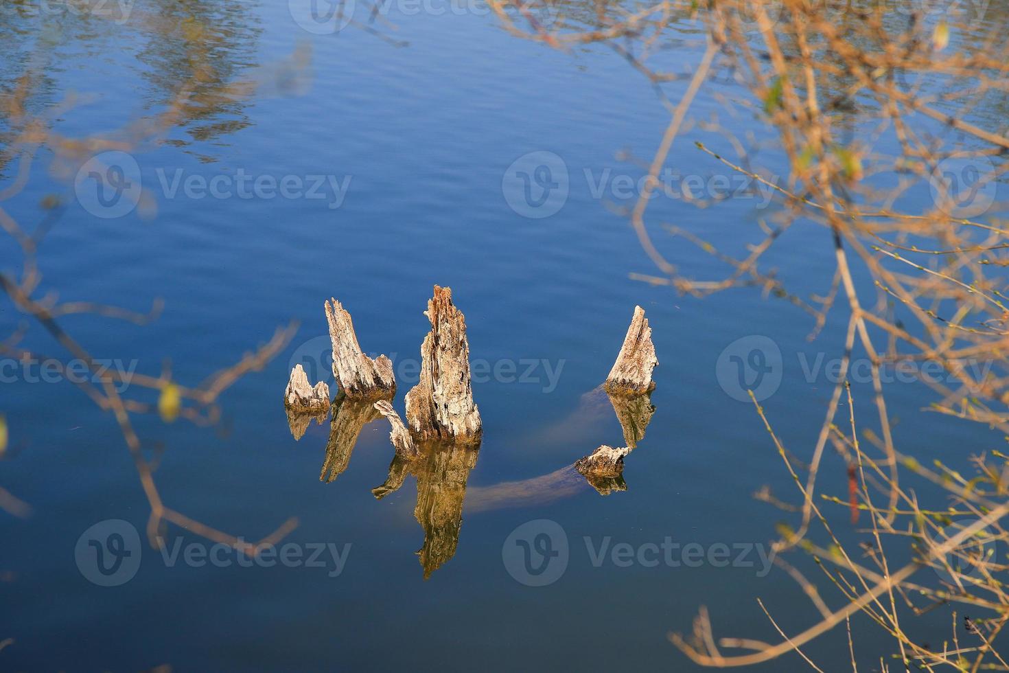 árboles muertos que emergen del agua del lago foto