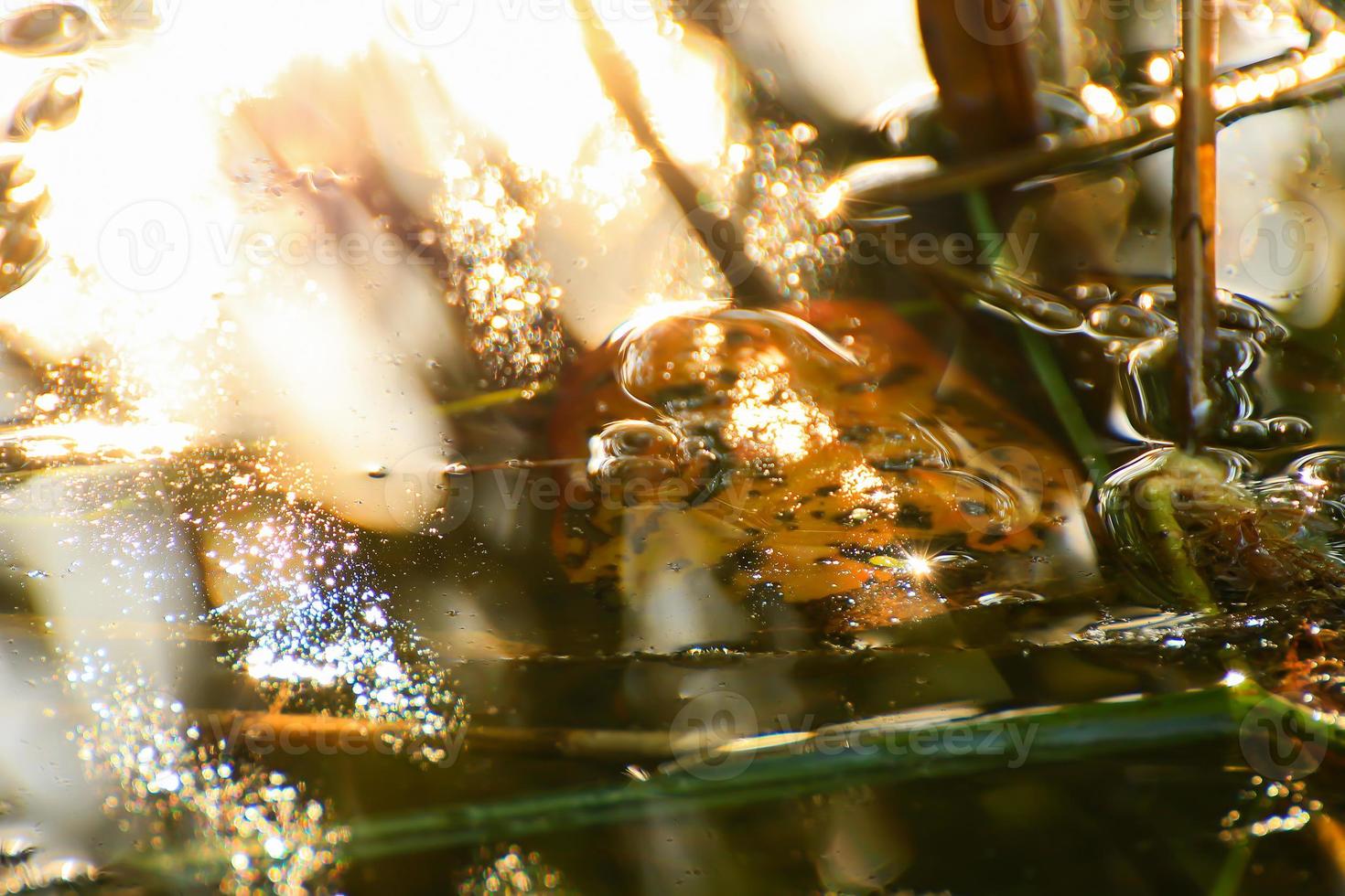 Swamp vegetation at golden hour sunset photo