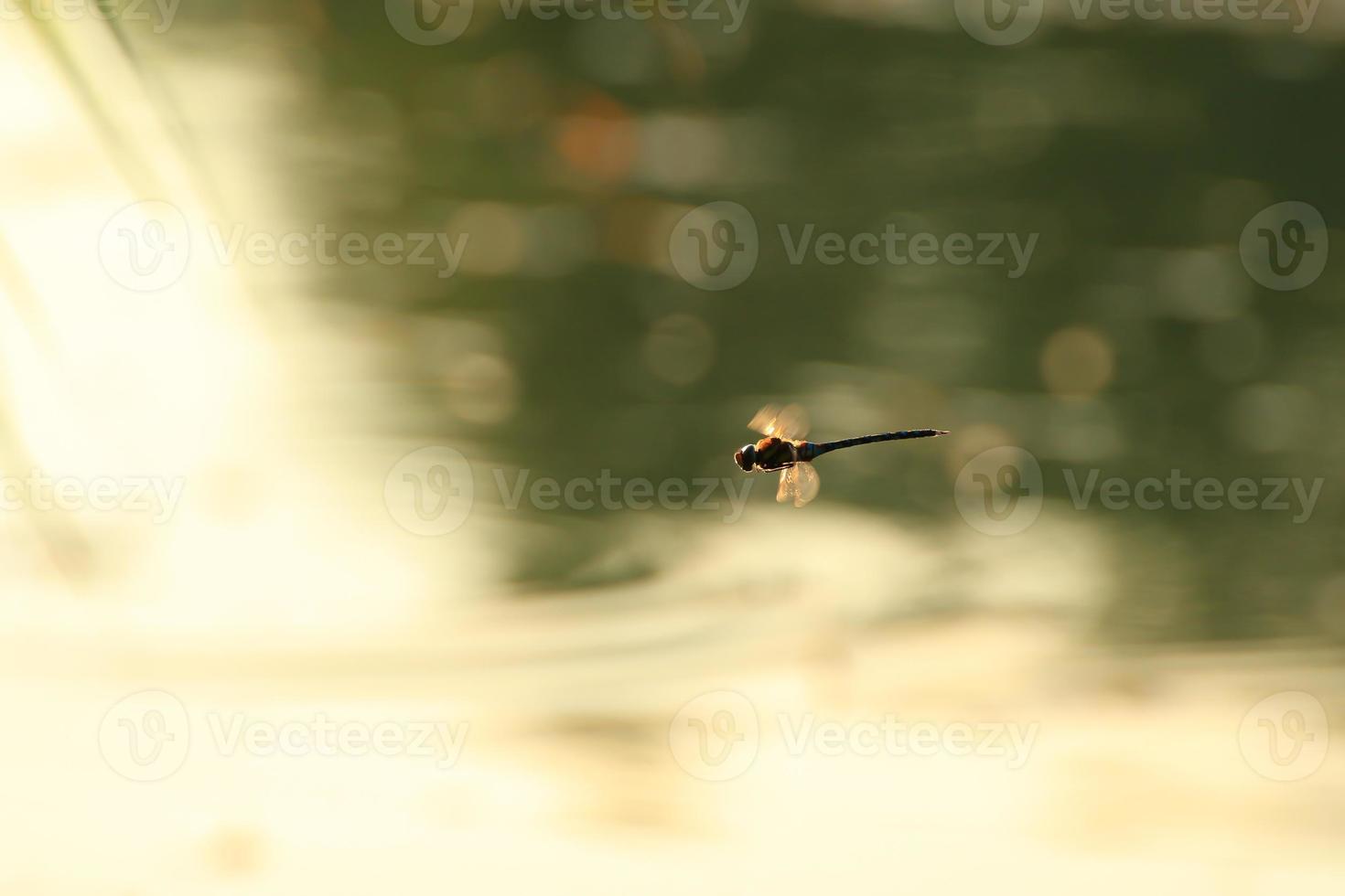 A wandering glider dragonfly in flight near the water photo