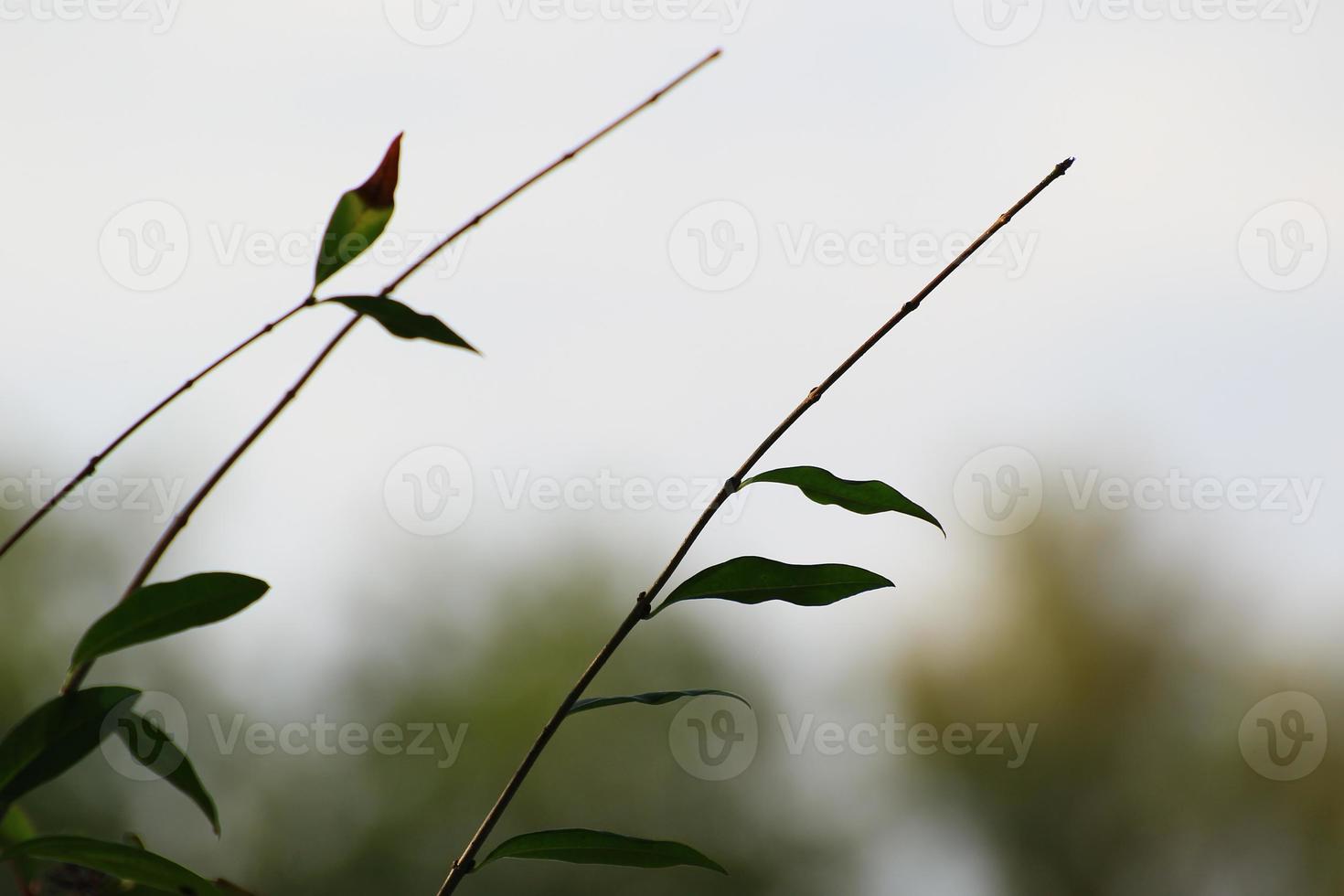 grass and leaves silhouette at sunset near the river photo